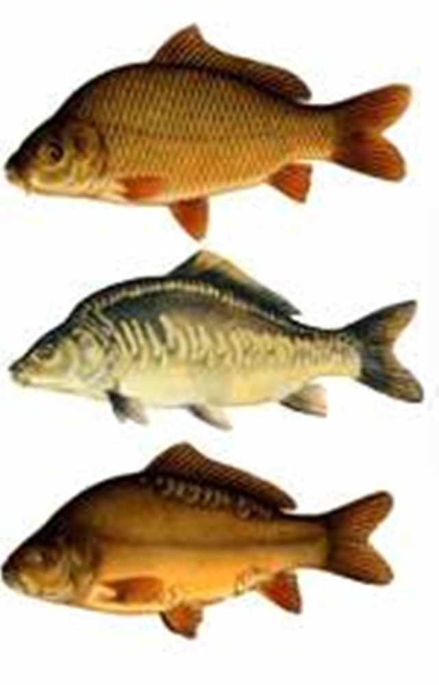 Carp Fly Fishing Flies