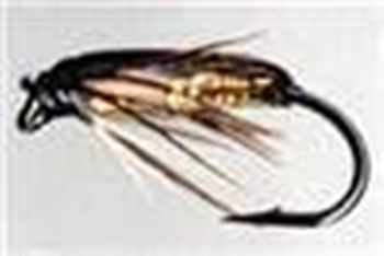 Corixa Fly