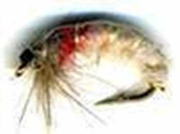 Czech Nymphs