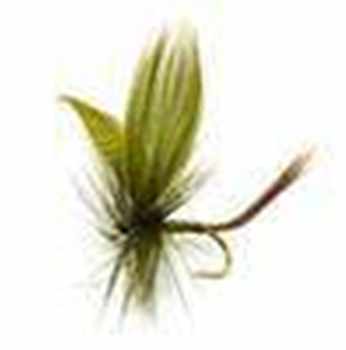 Mayflies