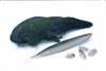Moorhen / Waterhen