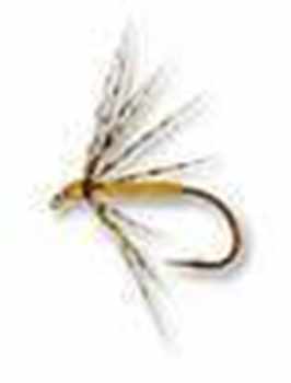 North Country Spider Flies