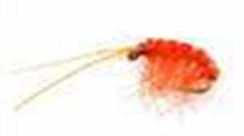 Special Nymphs & Shrimps