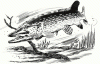 Pike Fly Rods