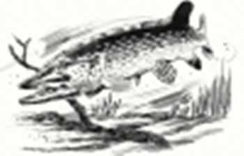 Pike Fly Rods