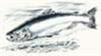 Salmon Fly Rods