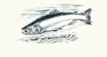 Salmon Fly Bundles