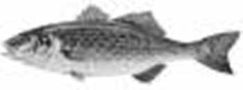 Saltwater Fly Fishing