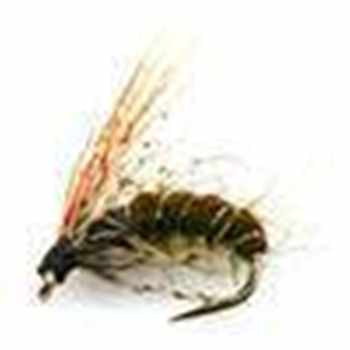 Sedge Larva Pupa