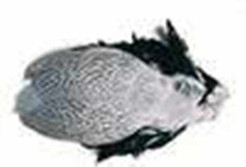 Silver Pheasant