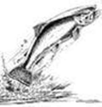 Trout Fly Fishing