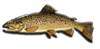Trout Fly Selections
