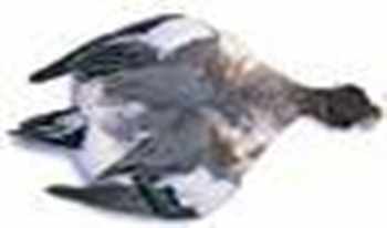 Widgeon