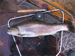 Derek Pitman on Adams Dry Flies