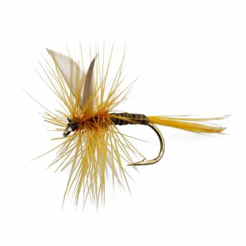 Ginger Quill