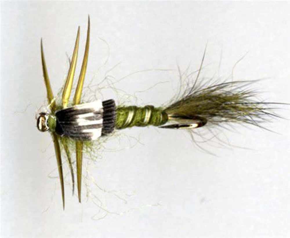 Colonel's Creeper Olive