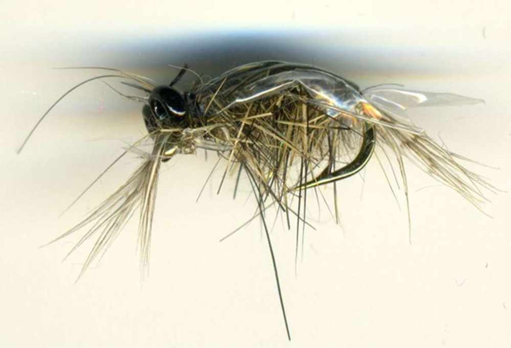 Polish Shrimp Natural