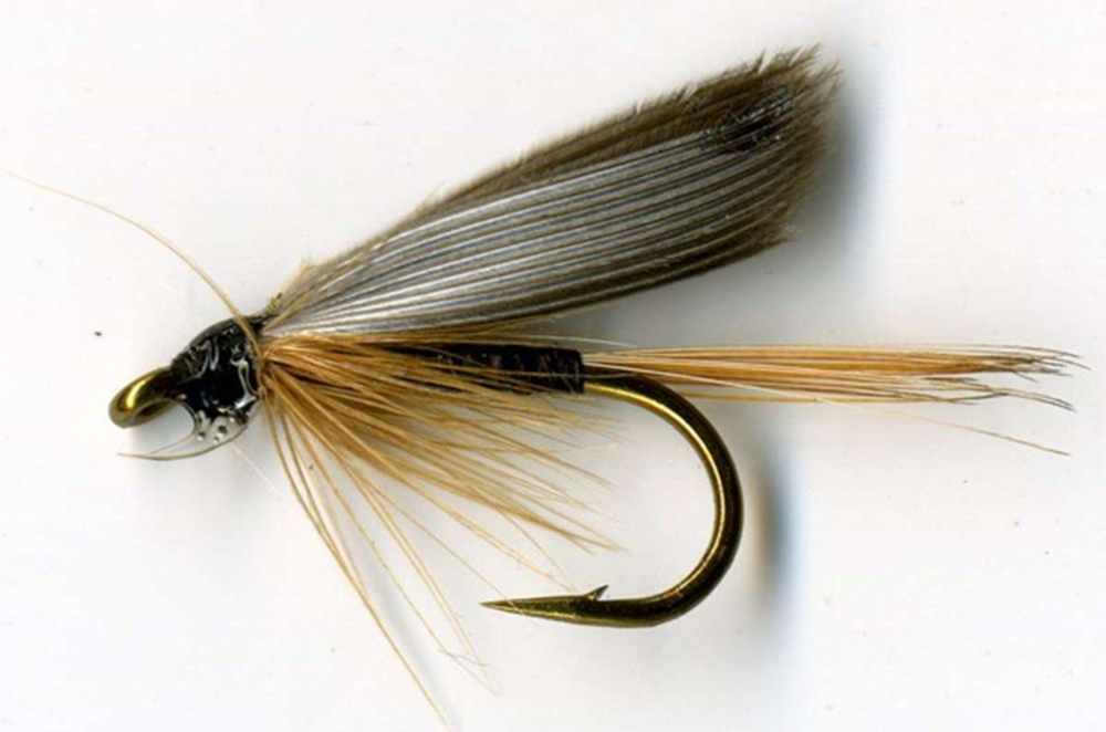 Ginger Quill
