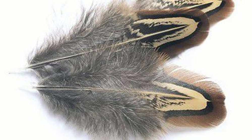 Cock Pheasant Ringneck Shoulder Church Windows
