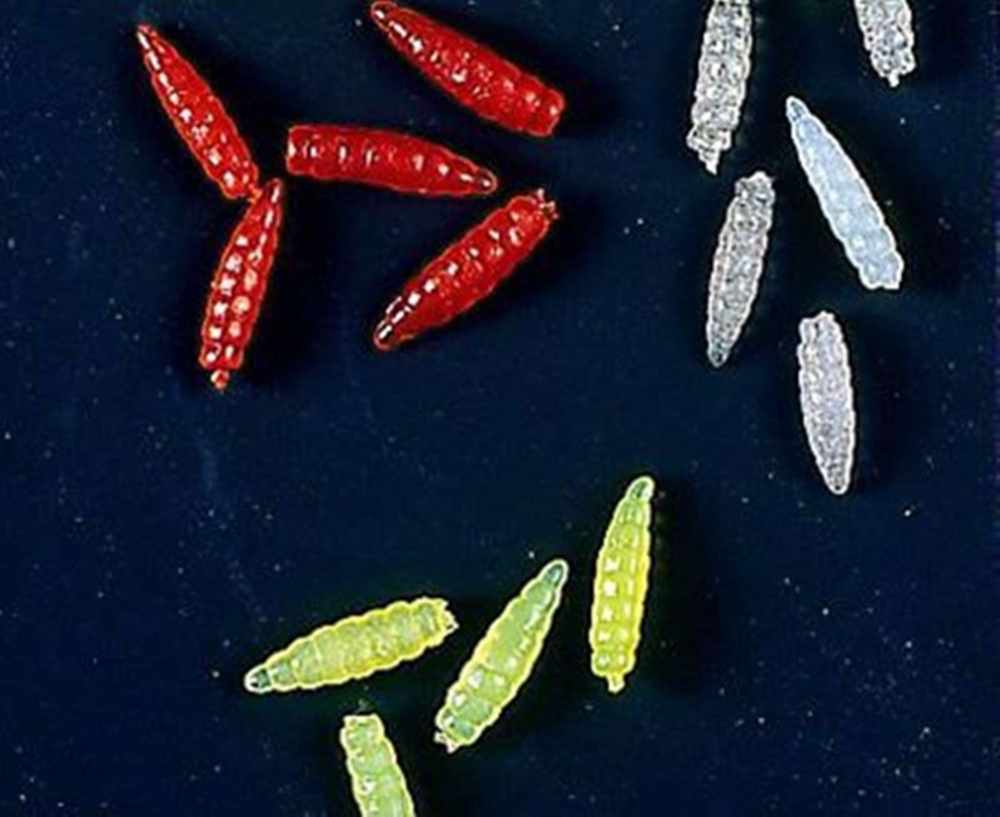 Firefly Jelly Nymphs
