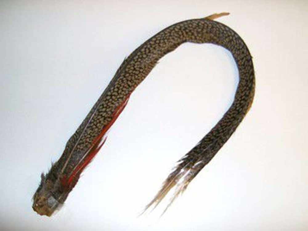 Golden Pheasant Complete Tail