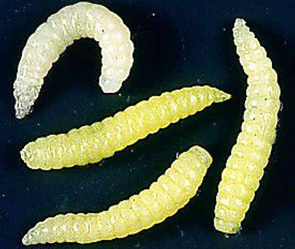 Wasp Grubs