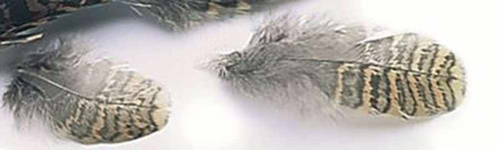 Woodcock Hackle/Plumage