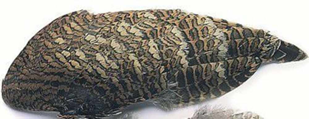 Woodcock Wings