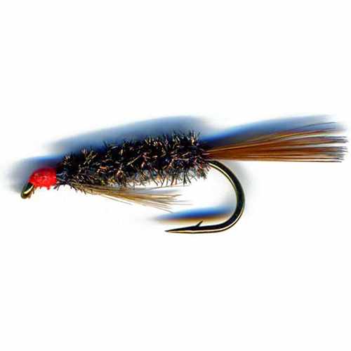 Diawl Bach Hot Head