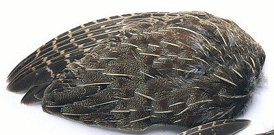 Veniard English Grey Partridge Whole Wings Fly Tying Materials