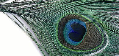 Veniard Peacock Eye Top Black Fly Tying Materials