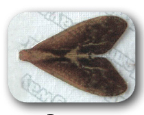 Hemingway's Caddis Wings Small Brown Fly Tying Materials