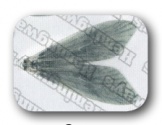 Hemingway's Caddis Wings Small Gray Fly Tying Materials