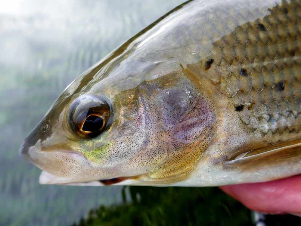 Get Ready For Grayling!