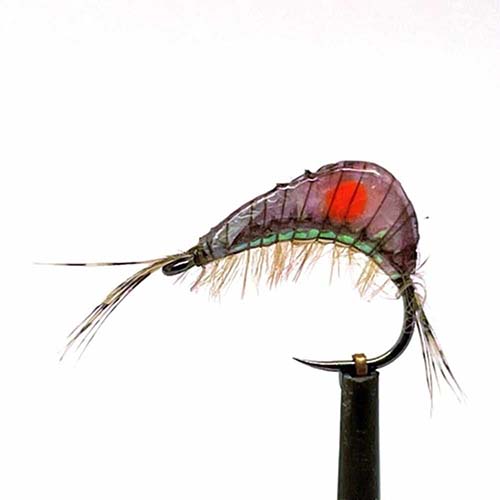 12 Mosche Ninfee Per Pesca Alla Trota: Mix Corixa, Aylotts & Killer Bug. Ami 10/12/14 - Foto 4
