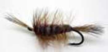 Salmon Dries