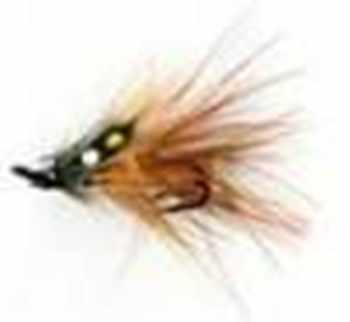 Irish Shrimps