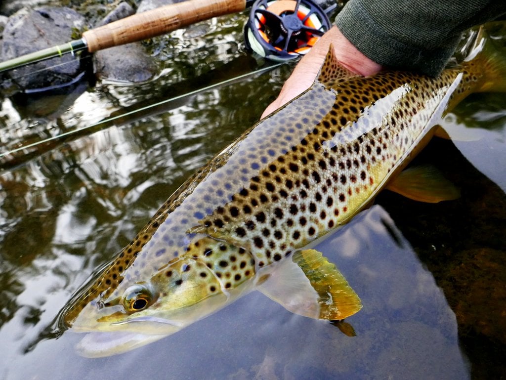 Tying The Heather Fly