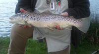 Brown Trout Fly Selection