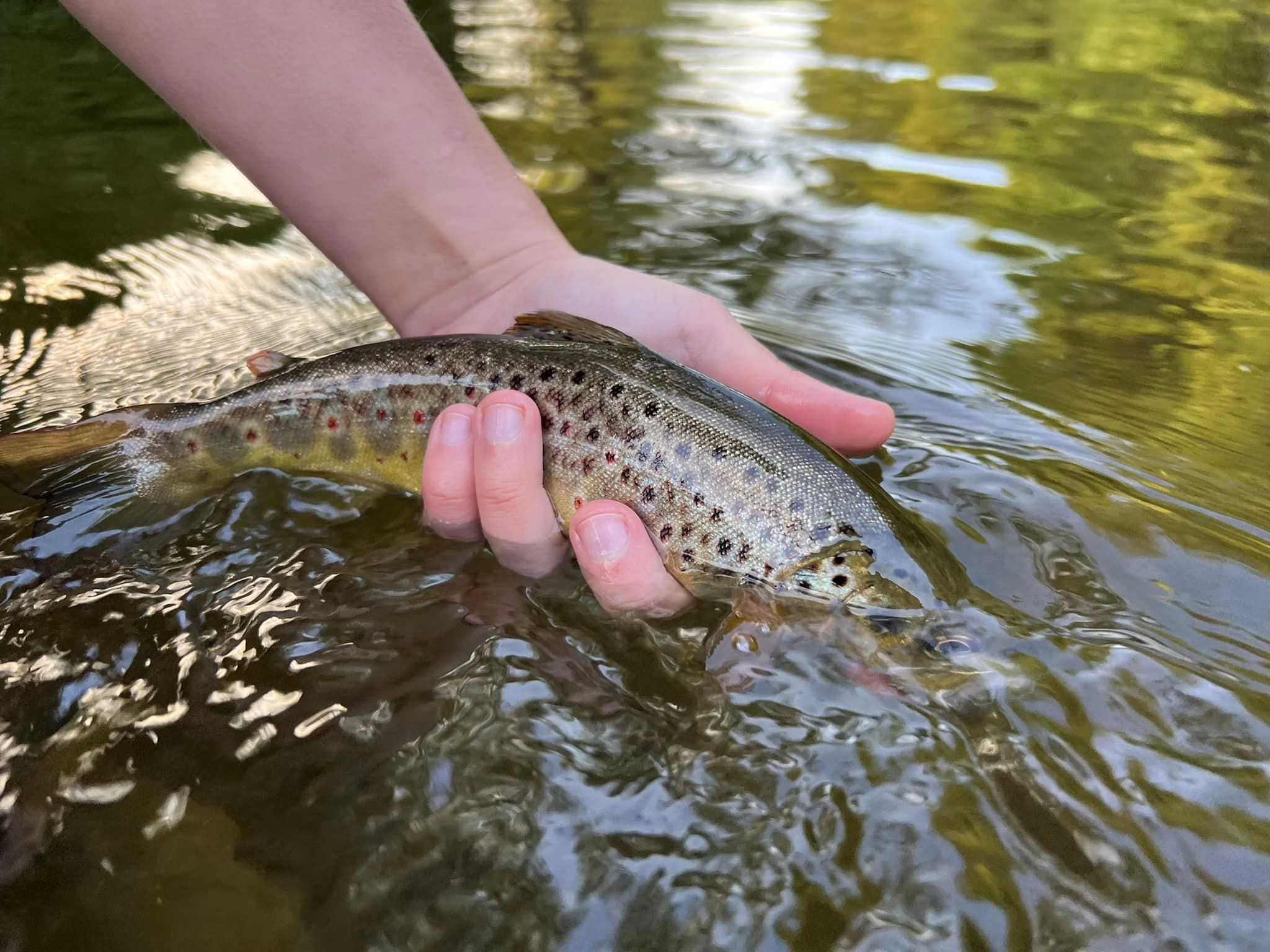 Your Questions Answered! Hooking Fish On Dry Flies!