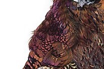 Veniard Cock Pheasant Ringneck Brown Neck