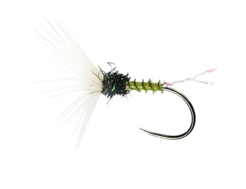 Caledonia Flies Olive Funnel Hackled Dry Barbless #14 Fishing Fly