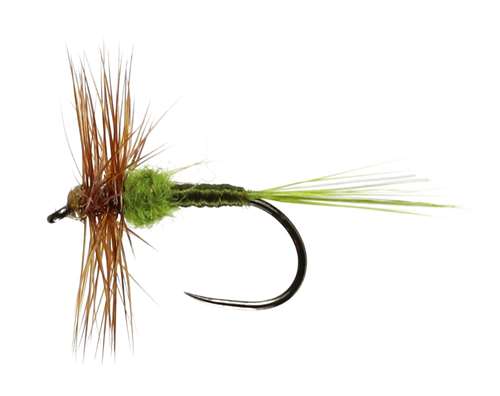 Hatching Olive Hackled Dry Barbless #14