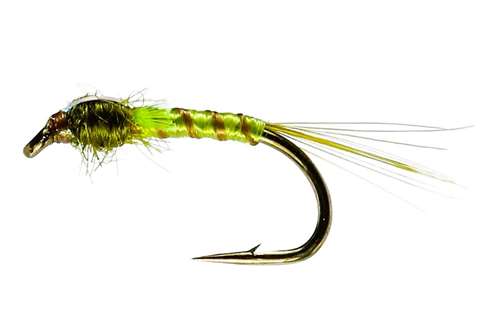 Caledonia Flies Olive Quill Green Flash Back Buzzer #12 Fishing Fly
