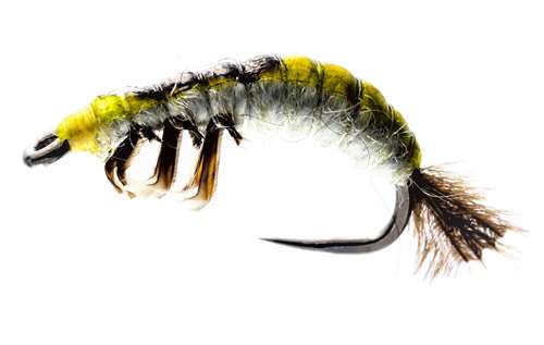 Caledonia Flies Hydropsyche Larva Czech Nymph Barbless #10 Fishing Fly