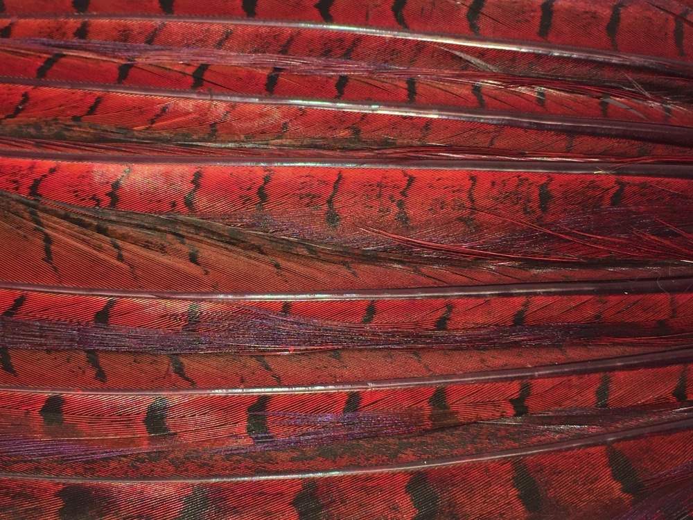 Veniard Cock Pheasant Tails Complete Red