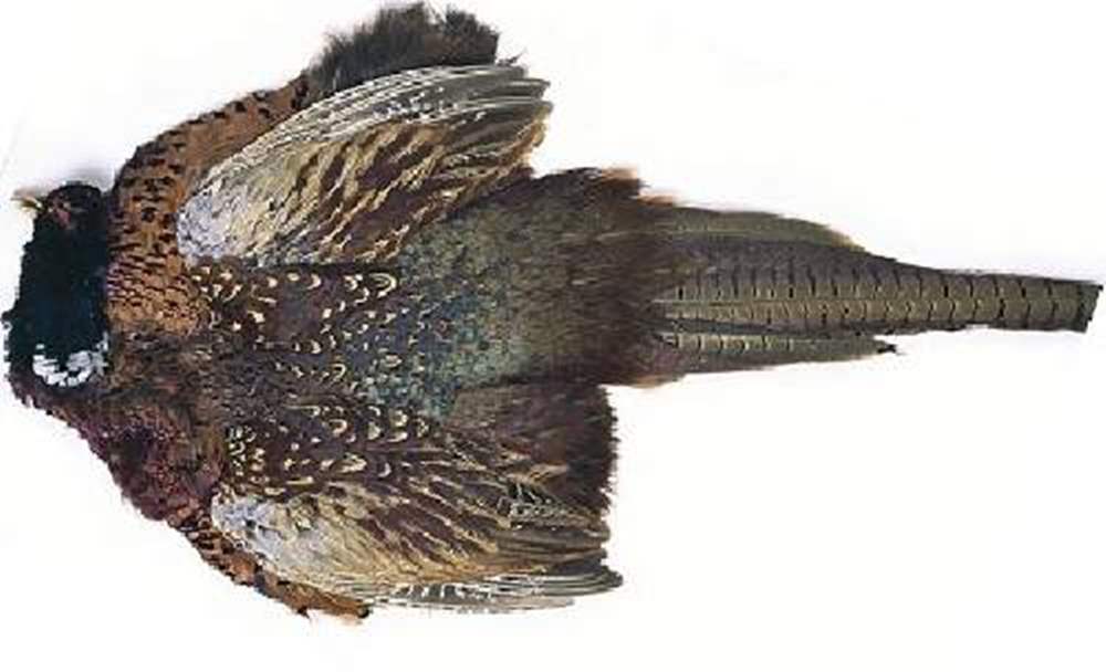 Veniard Cock Pheasant Ringneck Complete Skin