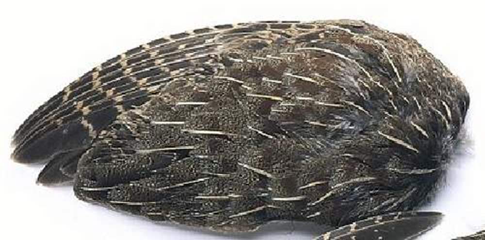 Veniard English Grey Partridge Whole Wings