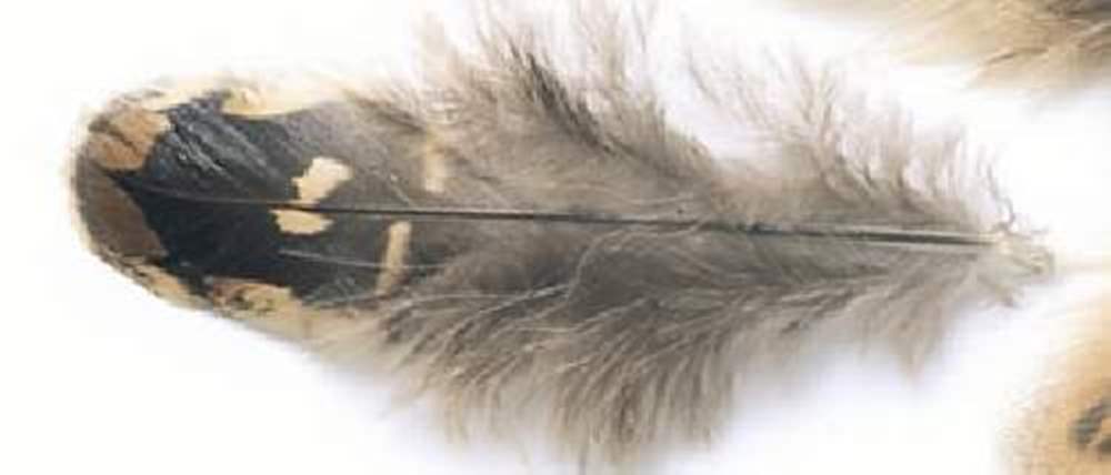 Veniard Hen Pheasant Ringneck Shoulder Feathers