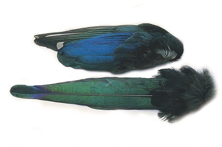Veniard Magpie Whole Tail